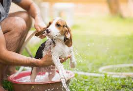 Bathing Small Breed