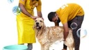 Bathing Large Breed