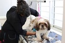 Hygienic cut small Breed
