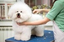 Long coat Desine Haircut