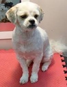 Zero Cut with Bathing Small Breed